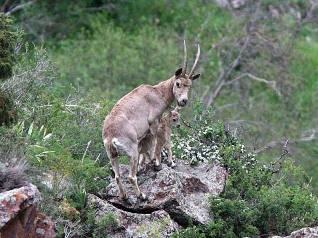 Ibex - Capra sibirica